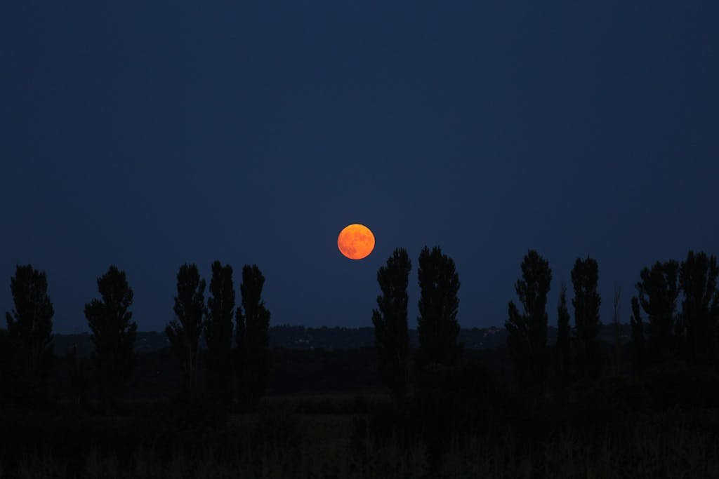 A striking orange moon rises above the silhouette of tall trees at night, creating a serene landscape.
